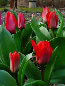 Tulipa kaufmanniana 'Showwinner'