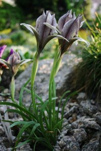 Iris lineolata    