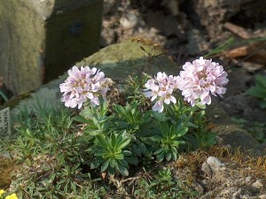 Thlaspi bellidifolium    