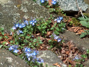 Veronica oltensis    